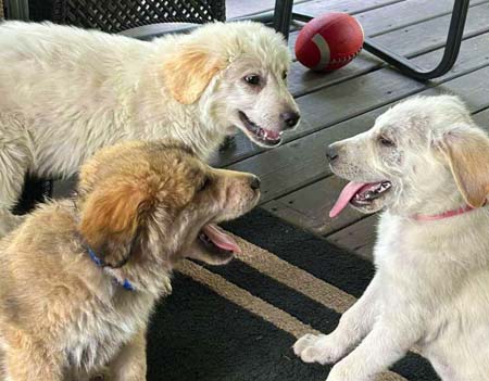 Three puppies