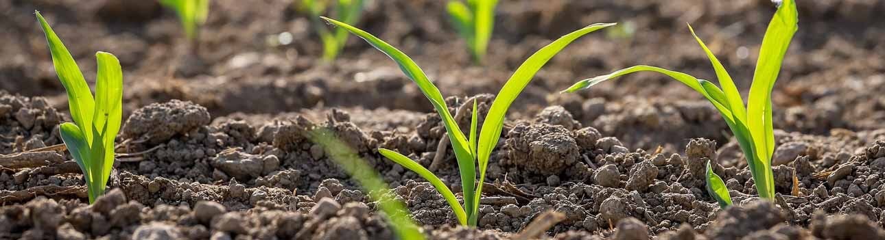 Green seedlings sprouting